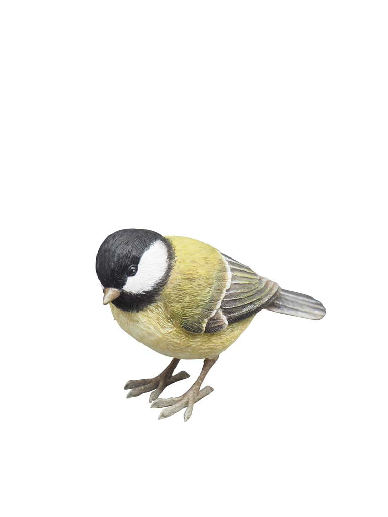 Great Tit Bird Chehoma
