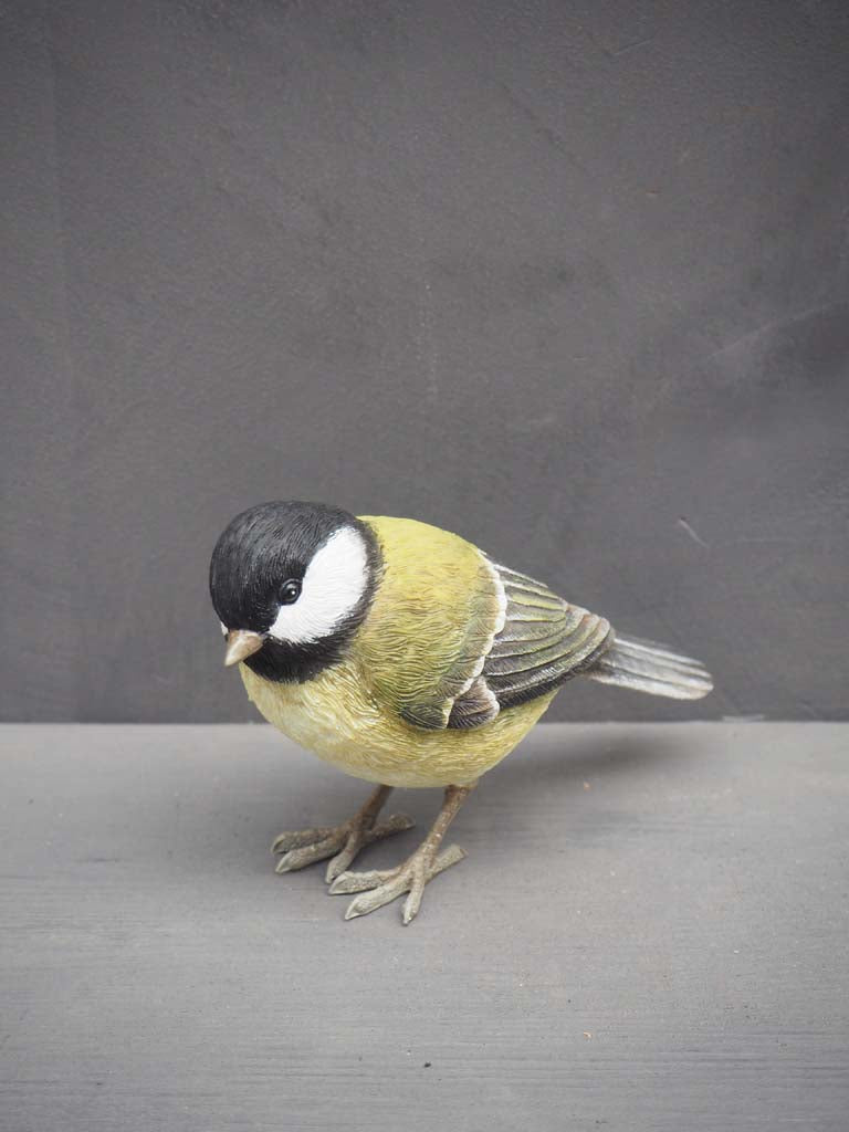 Great Tit Bird Chehoma